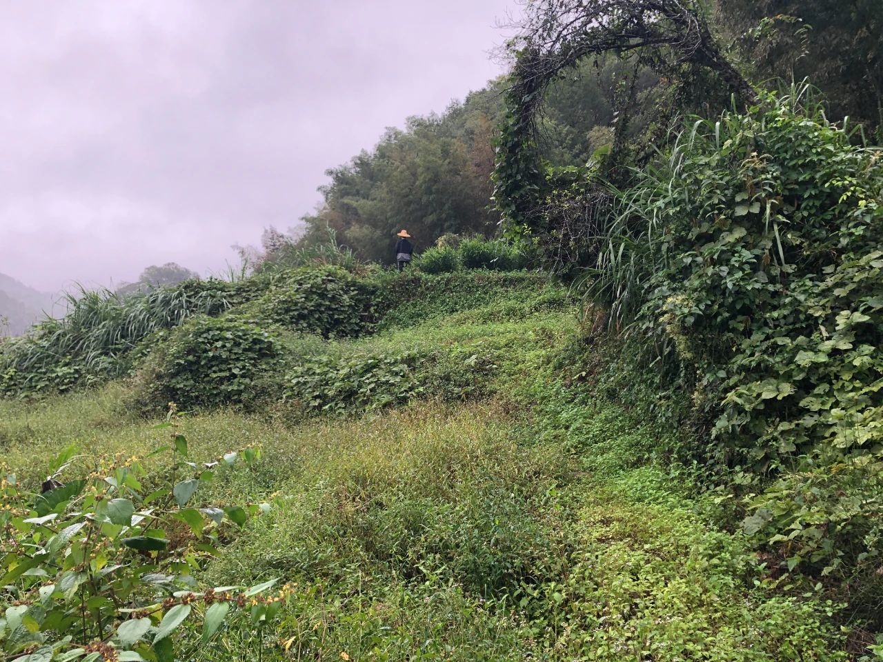 云顶集团官方网站规划 | 我司土地整治项目二次荣登央视，荒地变良田，智绘好丰景